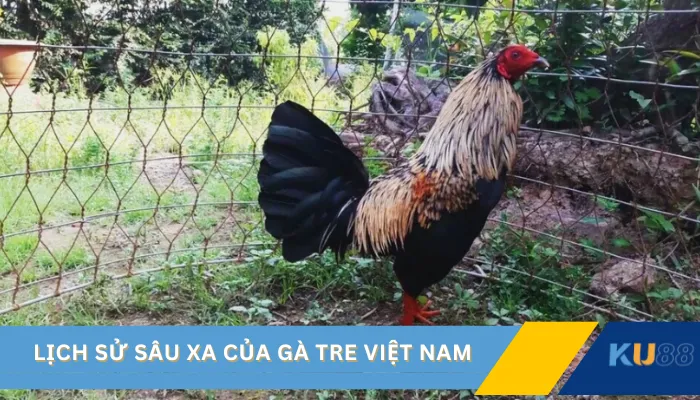 Lịch sử sâu xa của gà tre Việt Nam