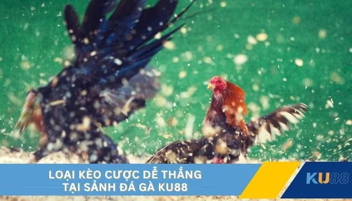 Loại kèo cược dễ thắng tại sảnh đá gà KU88
